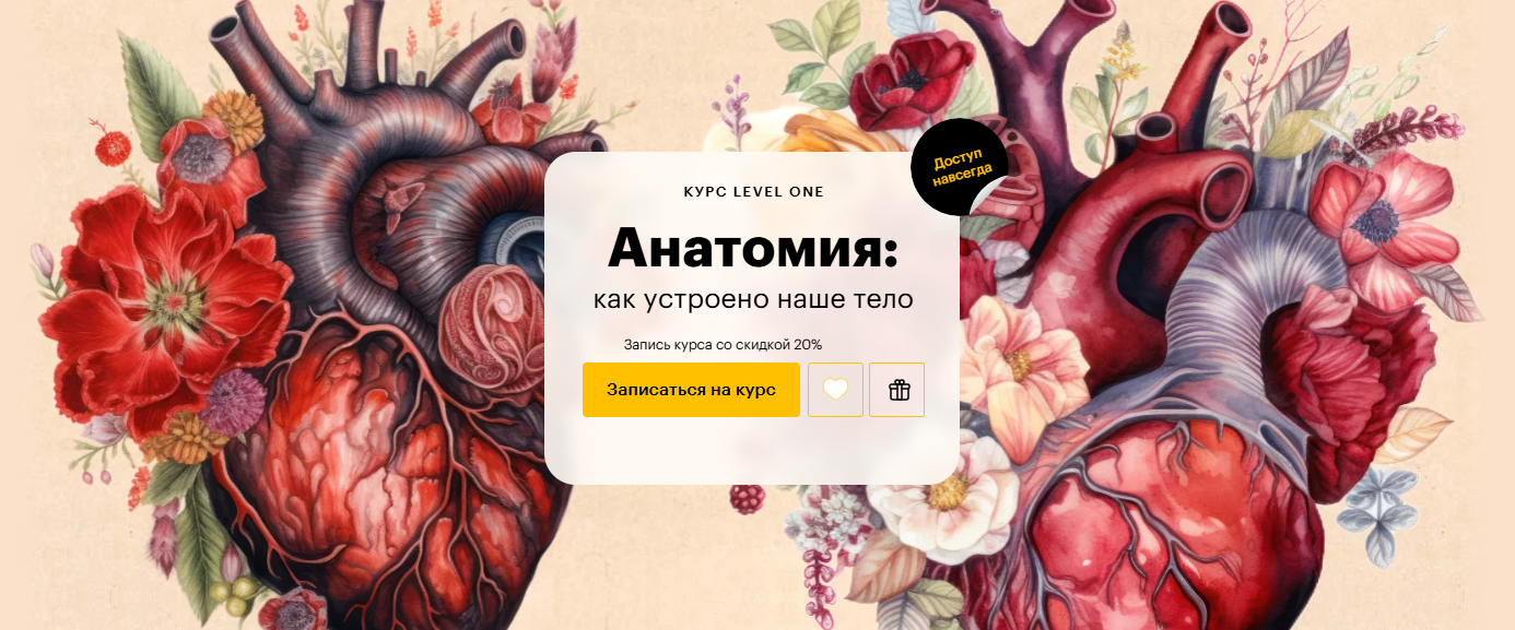 [Level One] Егор Мусин, Мария Рабеко → Анатомия_ к_0.png